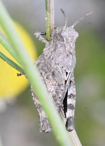Réf. 346 508 : Oedipoda caerulescens caerulescens